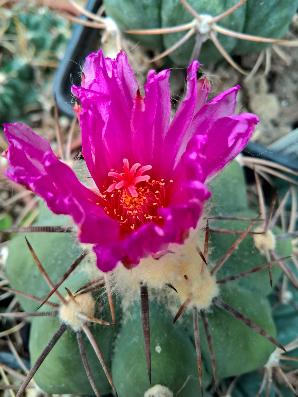 Echinocactus horizonthalonius Cuatrocienegas